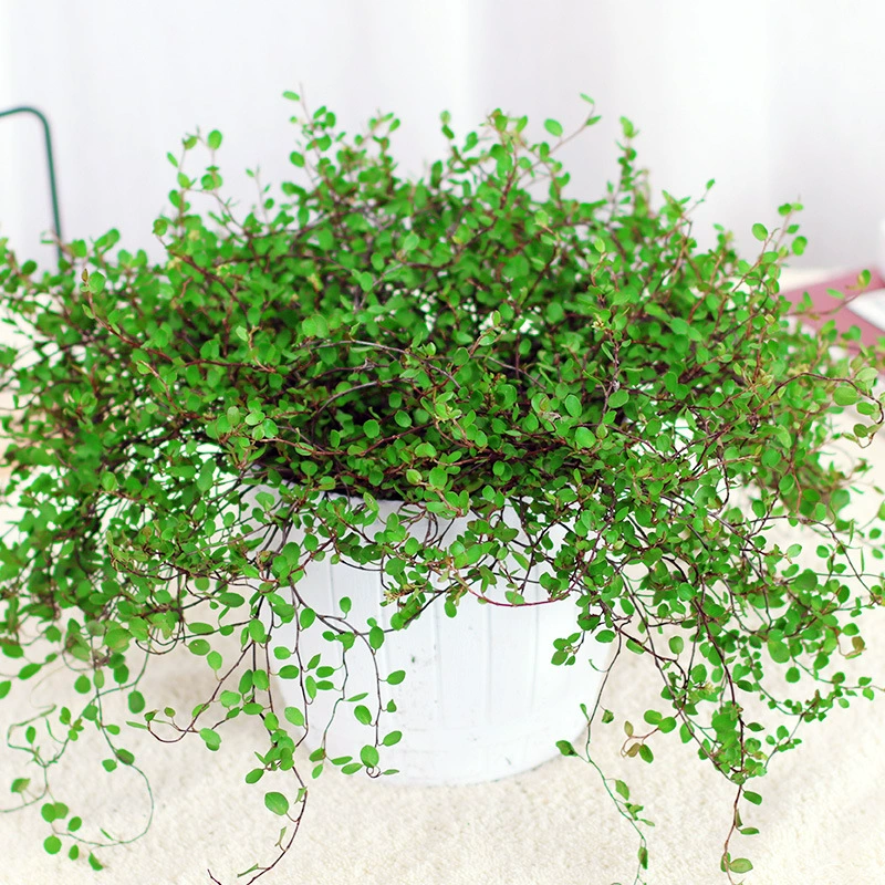 Хлорофитум маятник в горшке, лиственное растение, хлеб, выпечка, украшение для торта, украшение для торта, подвесное зеленое растение, вечнозеленое растение круглый год