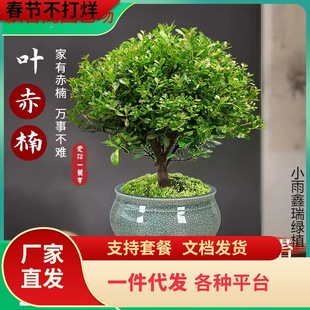 һ�����lС�~����Ϙ��辰��ֲ�ﻨ��΢���^ˮ���k���҃Ⱥ��B�ļ�