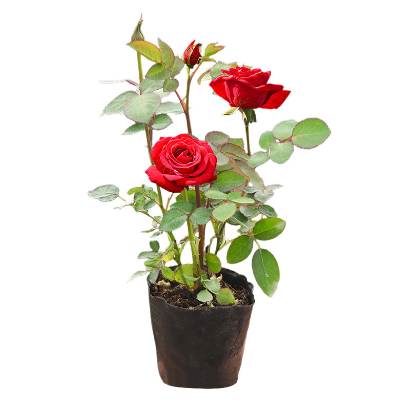 四季咲きのバラの花苗、特大の花つる苗、屋内外のバルコニー鉢植えバラ|undefined