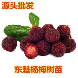 ��÷����޽ӹ�����|��ݩ�jˮ�������Ϸ��Nֲ������ͺ��Y����÷