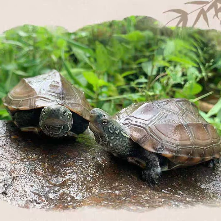 Цветочная черепаха, желтоухая черепаха, черепаха, питающаяся фекалиями, аквариум с боковой черепахой, черепаха холодной воды, декоративный ленивый питомец, маленькая черепаха, живое животное