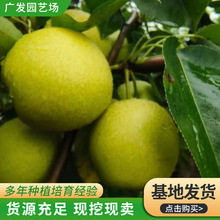 梨树苗哪里有卖 大果翠甜梨树苗  苏翠3号4号梨树苗