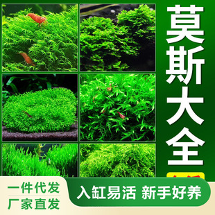 Fish Tank Moss Aquatic Plant Live Mousse Sheet Bulk Moss Tree Ball Sunken Wood Large Triangle Weeping Foreground Landscaping