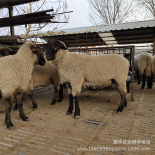 �R���_�����������µ��_���˷N�������ĸ���_����С��ĸ���