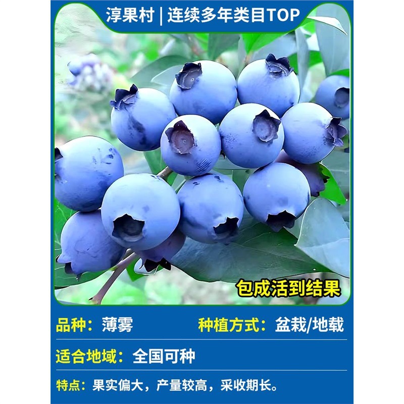 [폭발과일 배송 특대 모종] 미스트(1갤런) 높이 60-70cm(모종 큰 가지)