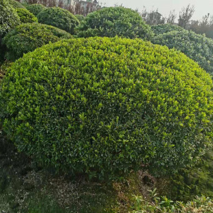 ȸ���S������Ӷ����S��С�^ͥԺ�G����ͩ��߅