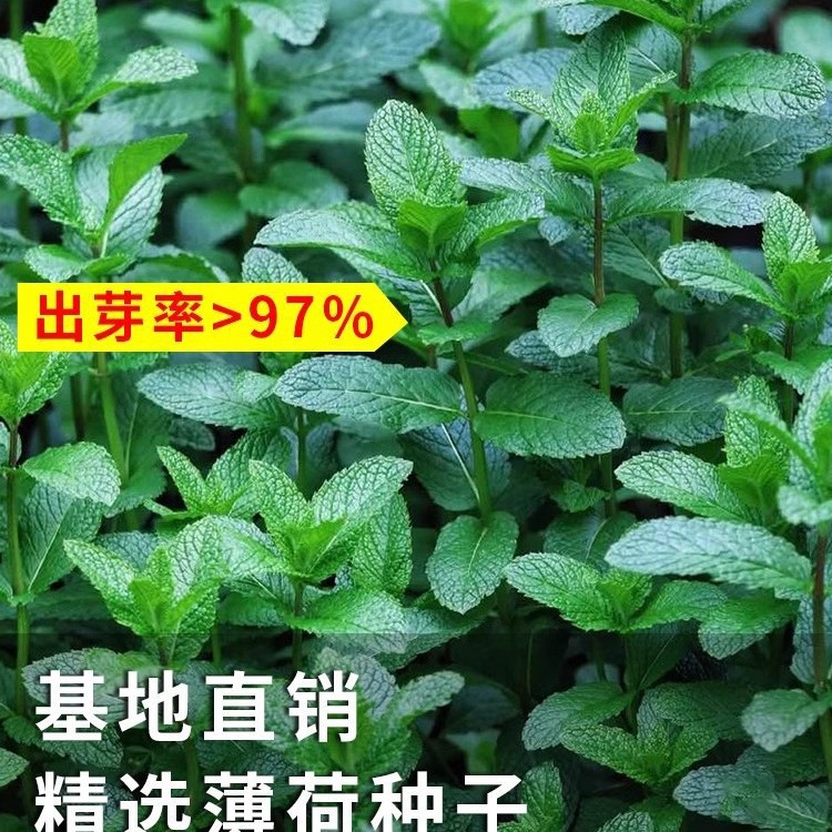 可食用薄荷种子留兰香柠檬苗猫薄荷四季播种室内阳台盆栽花种籽子