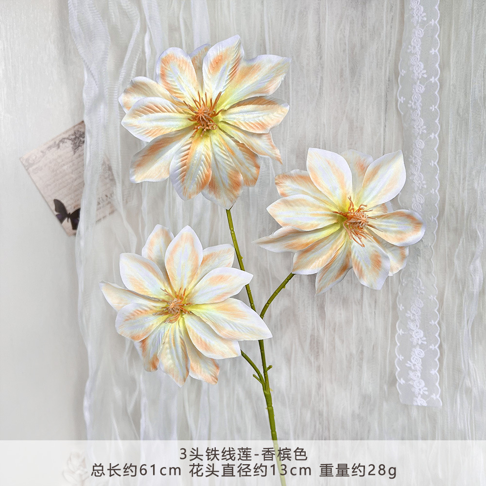 MJ-3头铁线莲-香槟