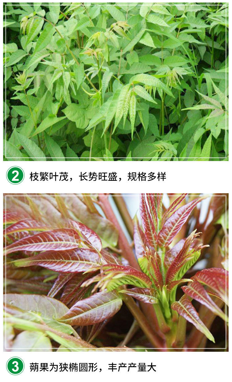 O1CN01D2pfLL2CJ4KrR7pPb_!!2970