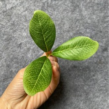 ����zӡ����ٺ��~�����~ ����ֲ�ﻨ�~�����ˇƷ�b��~Ƭ���l