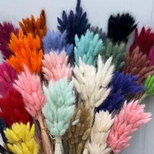 狗尾巴草兔尾草干花永生花花束居家装饰拍摄道具花店 基地批发