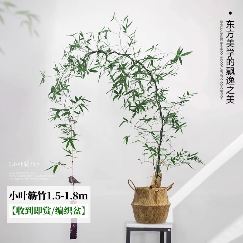 【收到即赏】小叶簕竹 1.5-1.8m 编织篮 送托盘