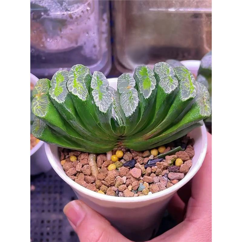 녹옥부채【 4-5cm 】