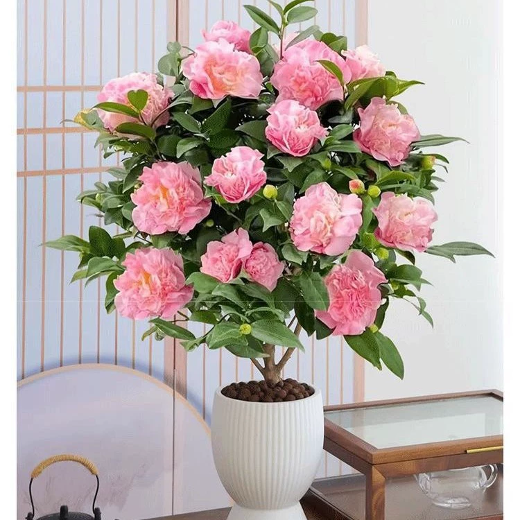 Рассада камелии цветет в любое время года, ароматные цветочные горшечные растения легко выращивать, рассада камелии с бутонами легко выращивать и устойчива к холоду.