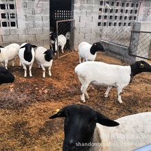 �ź��s�������С���һ̥��3-4ֻ �ź��s������ô�u��