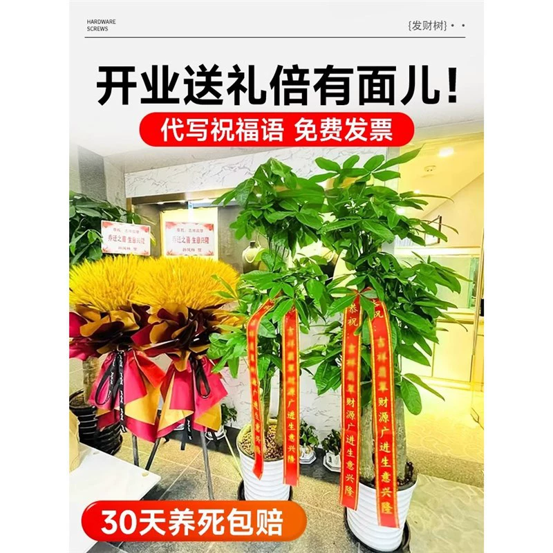 BBK Fortune Tree Трехполюсное большое офисное большое зеленое растение для дома, подарок на открытие нового дома, большое дерево удачи, бонсай.
