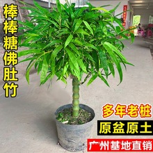 ������Ϙ������_�h���������k���҃��ļ�����͏d�Gֲ����С�辰