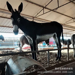 �����H�����l ���ĵ������H�r�� ���۵������H�� Сë�H��