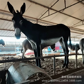 德州驴苗批发 纯的德州肉驴价格 出售德州肉驴苗 小毛驴子