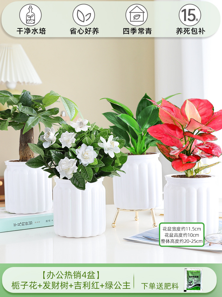 [오피스 베스트셀러 화분 4종] 치자나무 + 머니트리 + 길리레드 + 그린프린세스