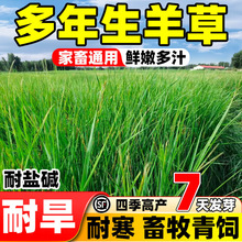 羊草种籽无芒雀麦披碱草碱茅草红豆草牧草工程绿化护坡固土草种子