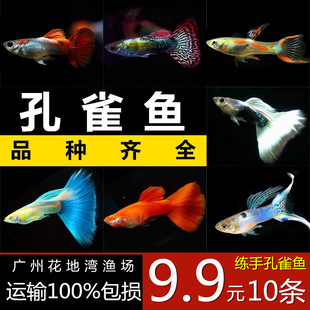 ���T��ȸ�~�䌦���w�^�p�~Ī˹���{��β����ȫ�t�S�Y������{