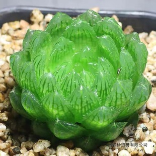 �¿�͏d��ݗ���Ù�ˮ����¶����ֲ����y��ʮ��������Gֲ����