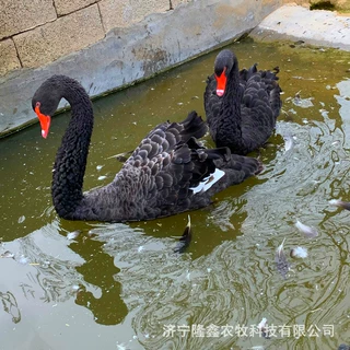 养殖场供应活观赏黑天鹅 出售黑天鹅苗价亚成黑天鹅养殖条件