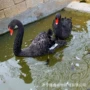 观赏养殖黑天鹅
