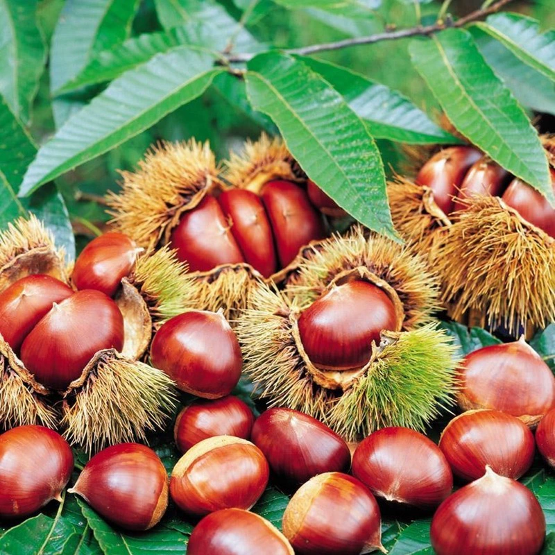 Привитые саженцы каштана Саженцы каштана Dahongpao Chengde, посаженные на юге и севере года, плодоносить большие саженцы каштана
