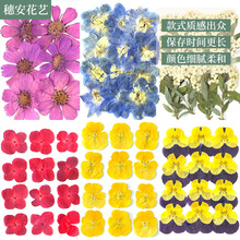 新品上市6朵12朵永生花材料包手工DIY干花材料包婚礼装饰押花包