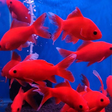 ��ˮ�^�p�~Ѫ�t��ˮ�W�^�~���B�ͻ���~���������۵�ˮ�~�ͺ���