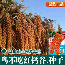 ���ȷN��С�׷N�ѹȷN���Ӽt�}��Ŵ�S�ȼt������С����������s�Z