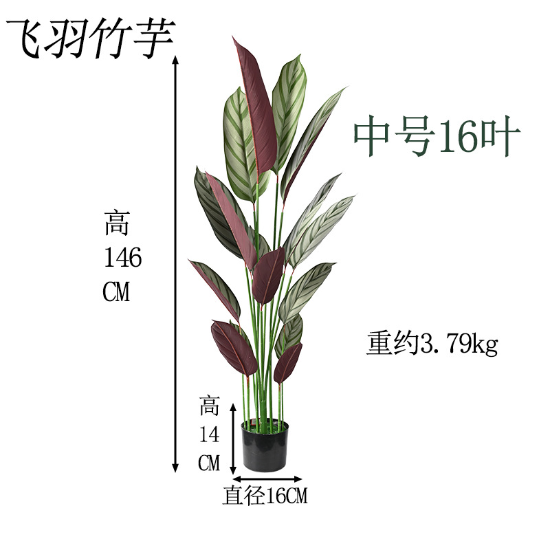 飞羽16叶高146cm.jpg