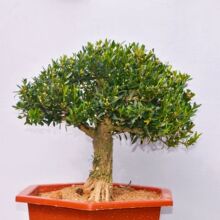 福建雀舌皱皮黄杨盆栽老桩茶台小品四季长青常绿正宗正品(不含盆