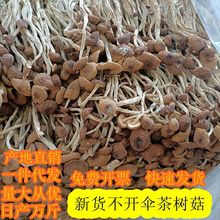 【产地直发】古田不开伞茶树菇散装批发食用菌批发