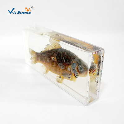 43001 anatomy specimen organic glass texture of material Primary and middle schools Biology teaching equipment appliance