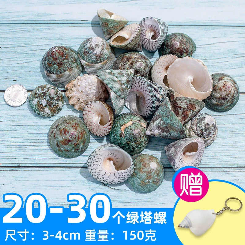Organic aquarium with shells, aquarium decor, sample handmade
