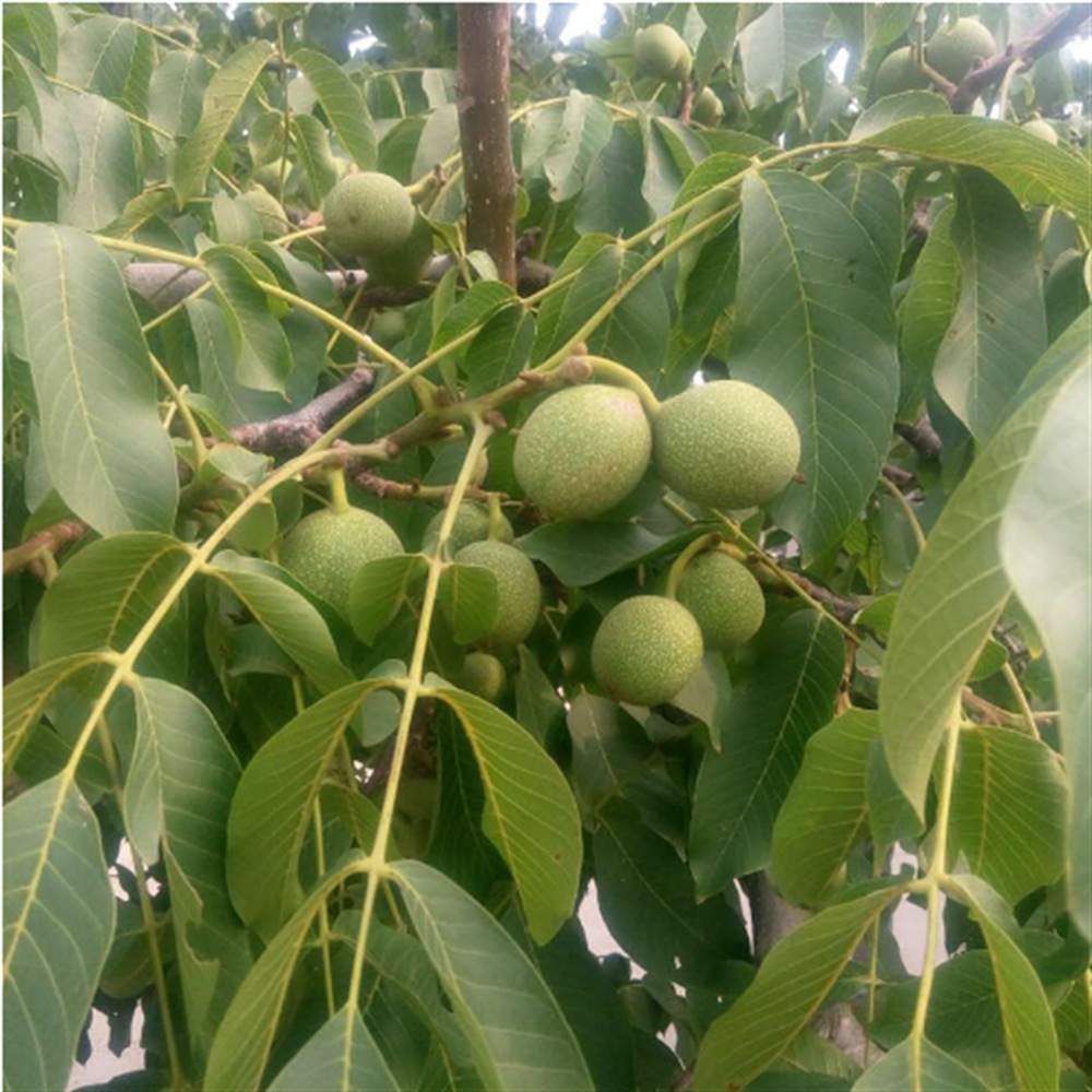 王勇官帽文玩核桃树苗把玩核桃嫁接苗麻核桃树苗狮子头官帽四座楼