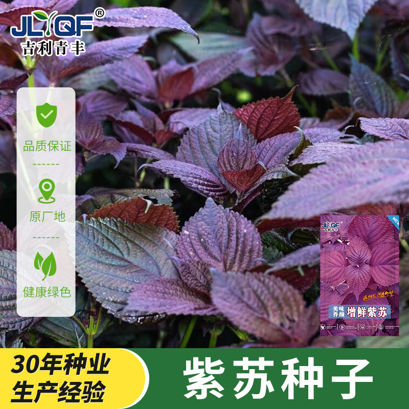 Perilla Seeds Are Edible in All Seasons in Spring. Perilla Balcony Potted Perilla Seeds. Farmyard Vegetable Seeds