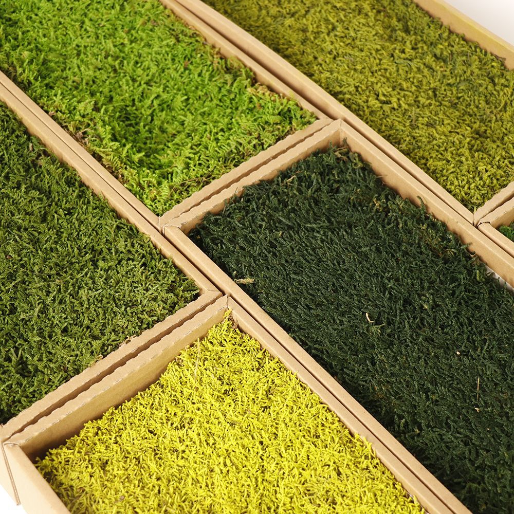 Inmortal musgo gris grande vegetación musgo seco paisaje decoración musgo césped verde planta pared de fondo de flor seca