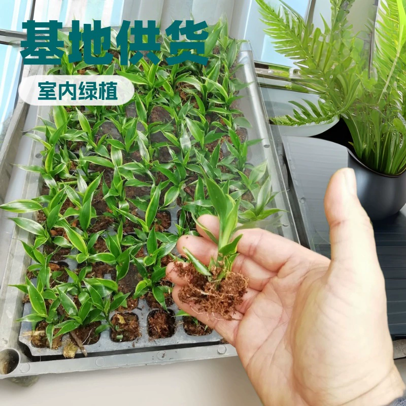 Производитель поставляет садовые озелененные листья, зеленые железы, позолоченные, железный источник с пуговицами, цветочные саженцы, оптовый двор