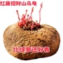 云南多肉水培盆栽山乌龟