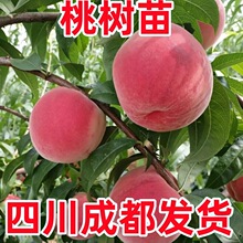 �Ҙ���޽�����������S�Ҙ����Ϸ������Nֲ����Y���������