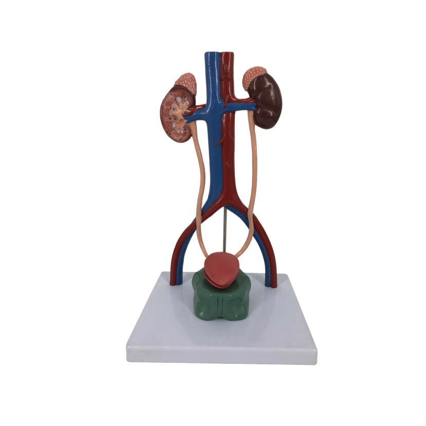 U013A urinary system stereo model