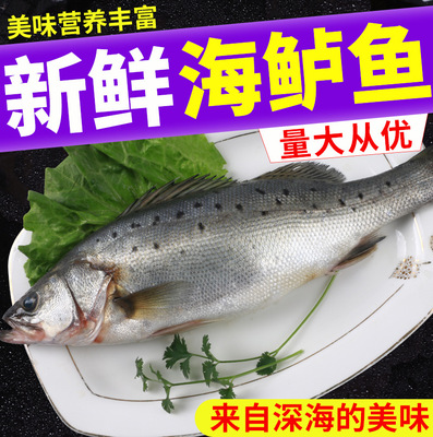 新鲜鲈鱼鲜活大鲈鱼冰冻深海鱼海鲜水产七星鲈鱼海鲈鱼大鲈鱼|ru