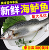 新鲜鲈鱼鲜活大鲈鱼冰冻深海鱼海鲜水产七星鲈鱼海鲈鱼大鲈鱼