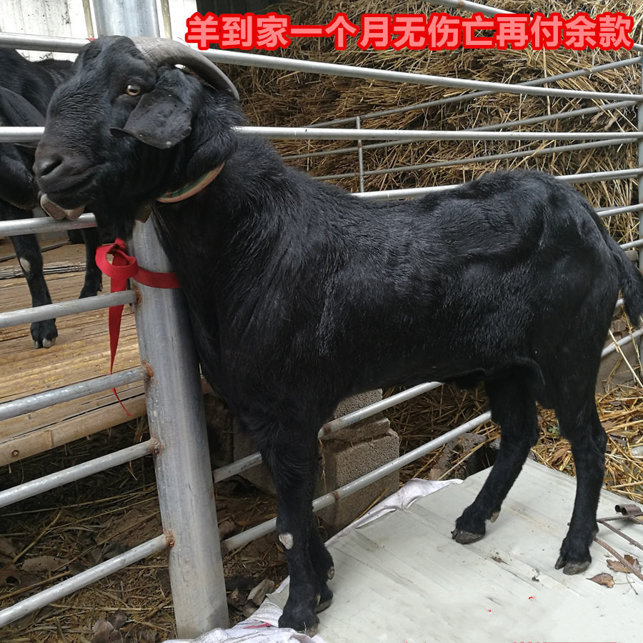 IMG_20161118_124826_副本_副本_副本