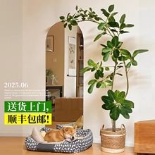 孟加拉榕绿植网红大型禄植物室内客厅好养盆栽黄金榕高山榕树落地