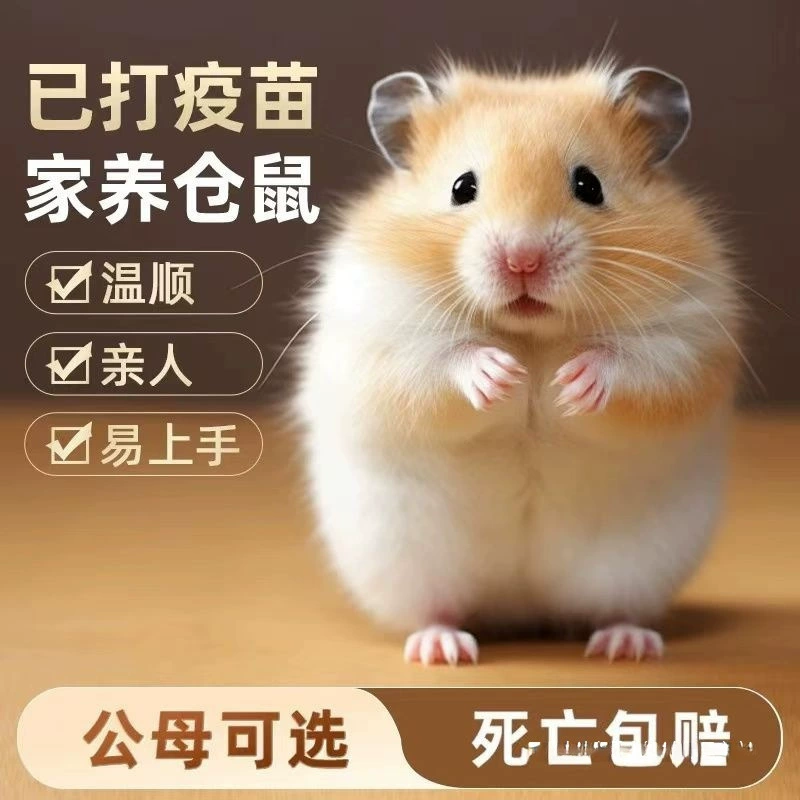 Живые хомяки привиты, пара золотых медведей, пара серебряных лис, пара молочного чая с пудингом, маленькие хомяки.